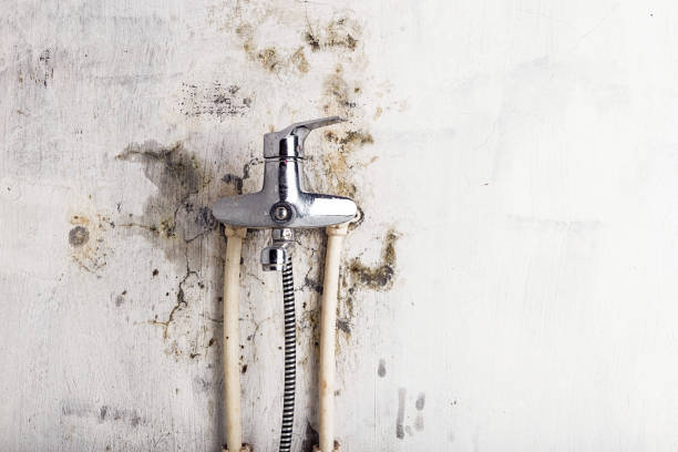 Best Certified Mold Removal  in Wilton, CA