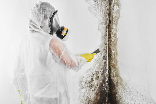 Home Mold Removal in Wilton, CA