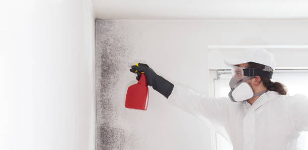 Best Commercial Mold Removal  in Wilton, CA