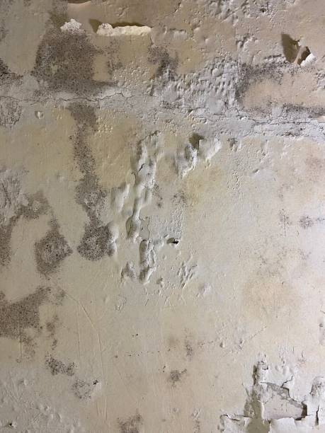 Best Mold Damage Repair  in Wilton, CA