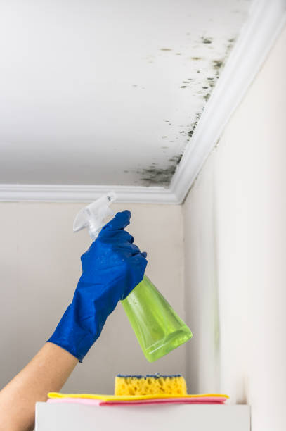 Best Certified Mold Removal  in Wilton, CA